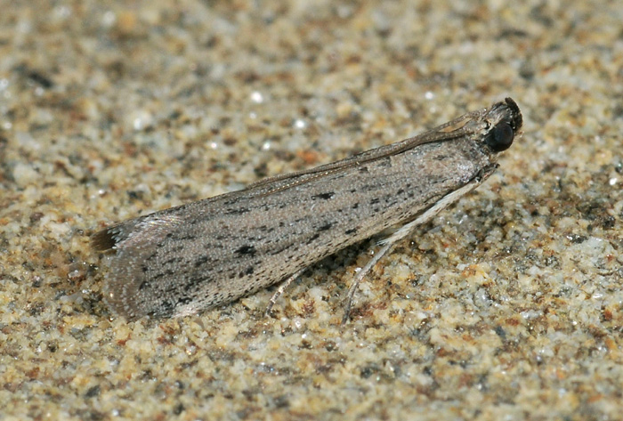 Pyralidae Phycitinae n 9